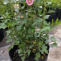 一年四季开花多花小木槿