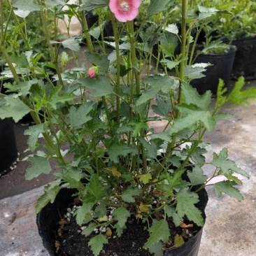 一年四季开花多花小木槿