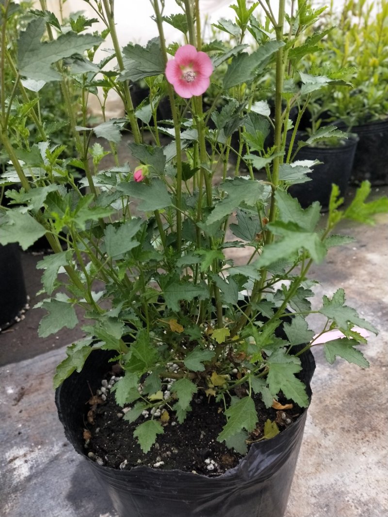 一年四季开花多花小木槿