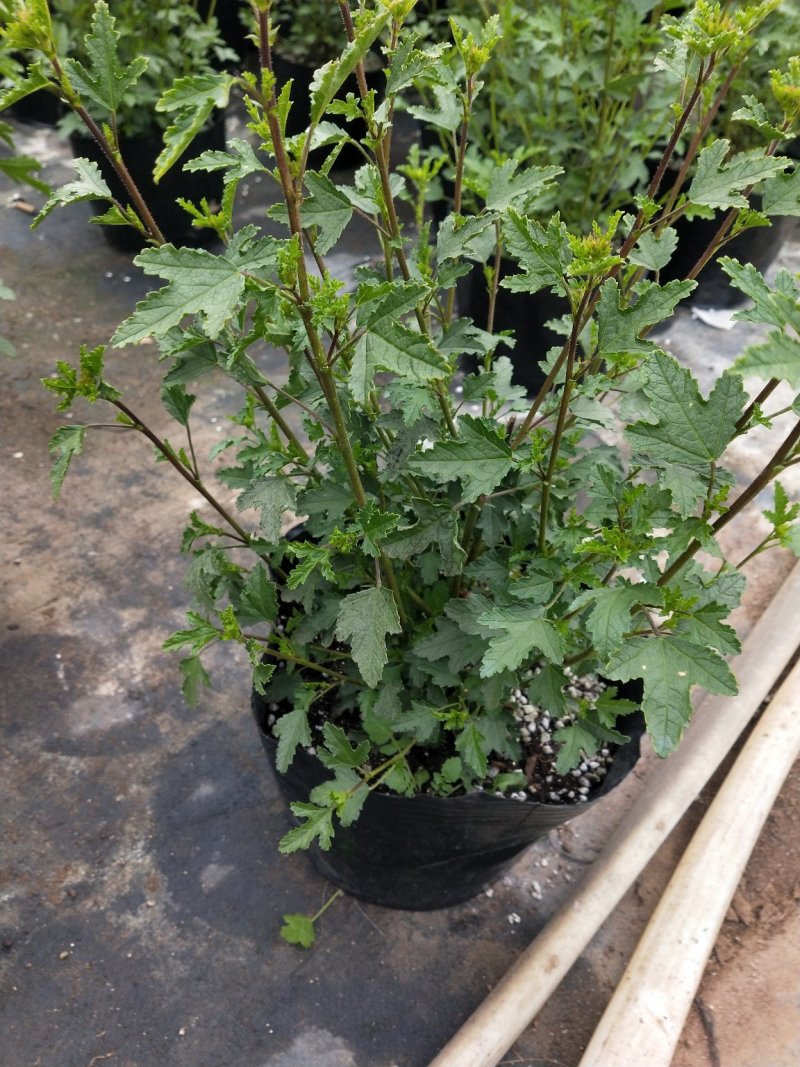 一年四季开花多花小木槿