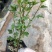 一年四季开花多花小木槿