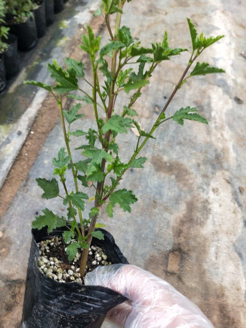 一年四季开花多花小木槿