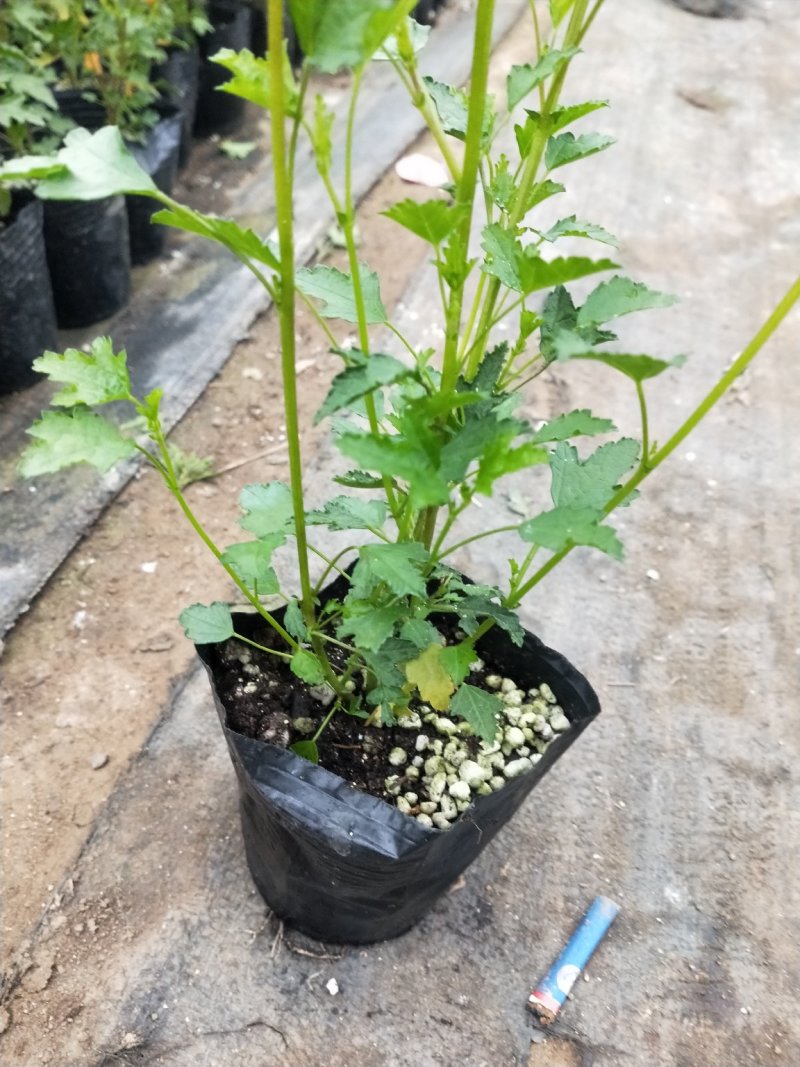 一年四季开花多花小木槿