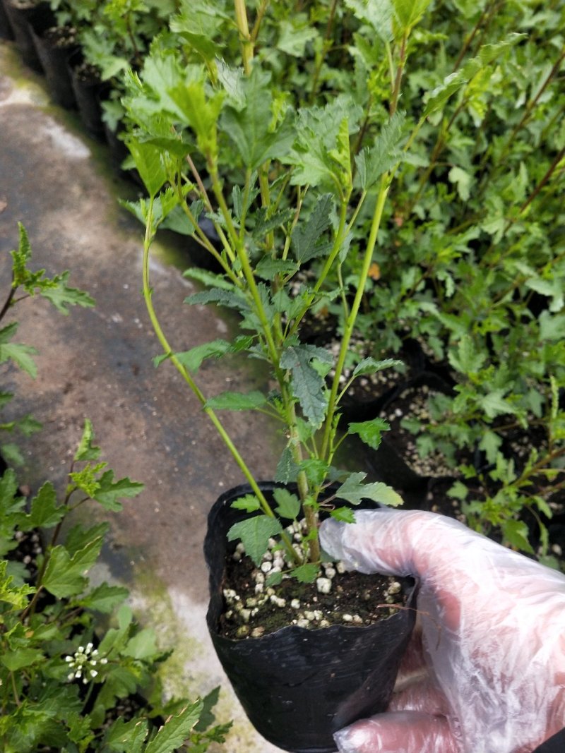 一年四季开花多花小木槿