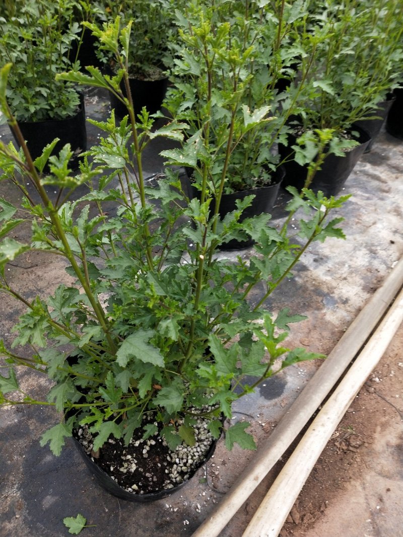 一年四季开花多花小木槿