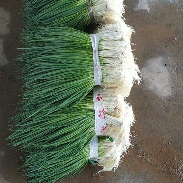 小香葱大量上市湖北当阳小葱基地直供可视频看货