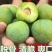 四川晚熟青脆李树苗脱骨李子树嫁接李子苗脆李苗包邮