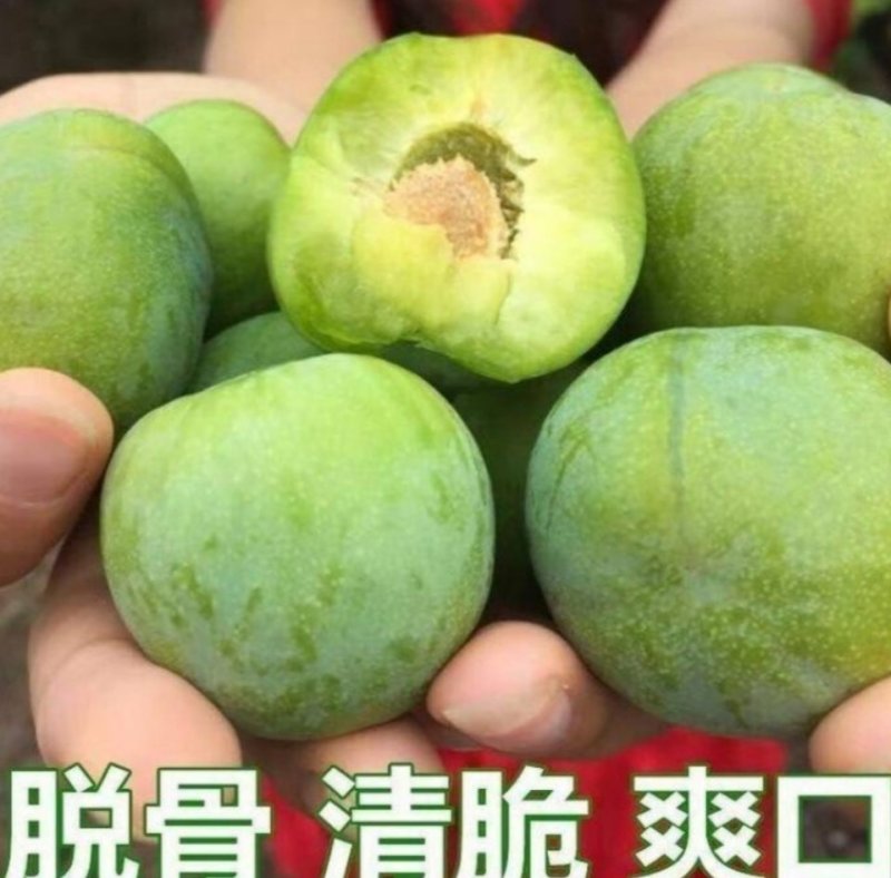 四川晚熟青脆李树苗脱骨李子树嫁接李子苗脆李苗包邮