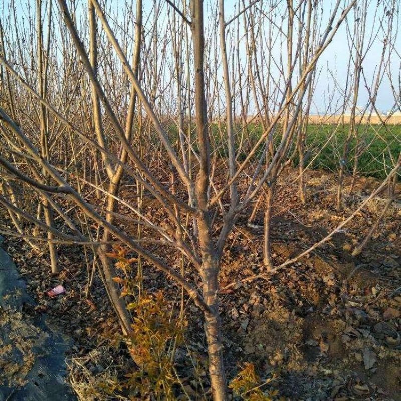 车厘子（庭院居室，南方北方，均可种植，好养易活）