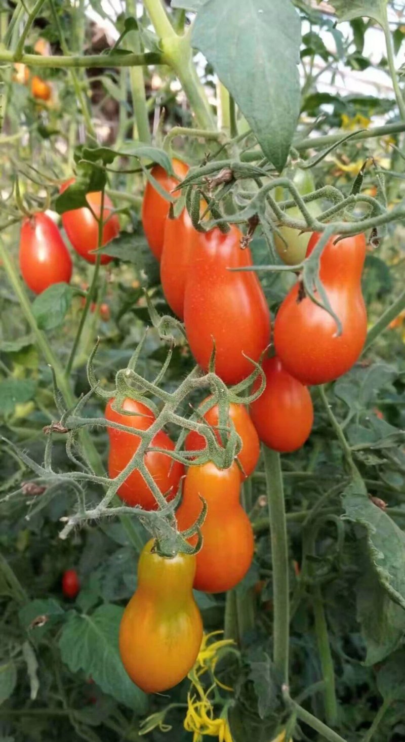 409花生柿子颜色正，口感**甜，产地直发