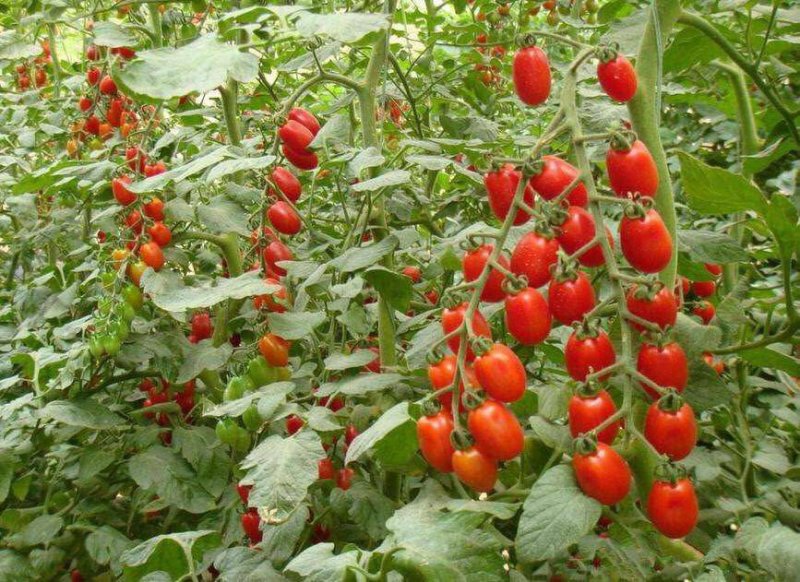409花生柿子颜色正，口感**甜，产地直发
