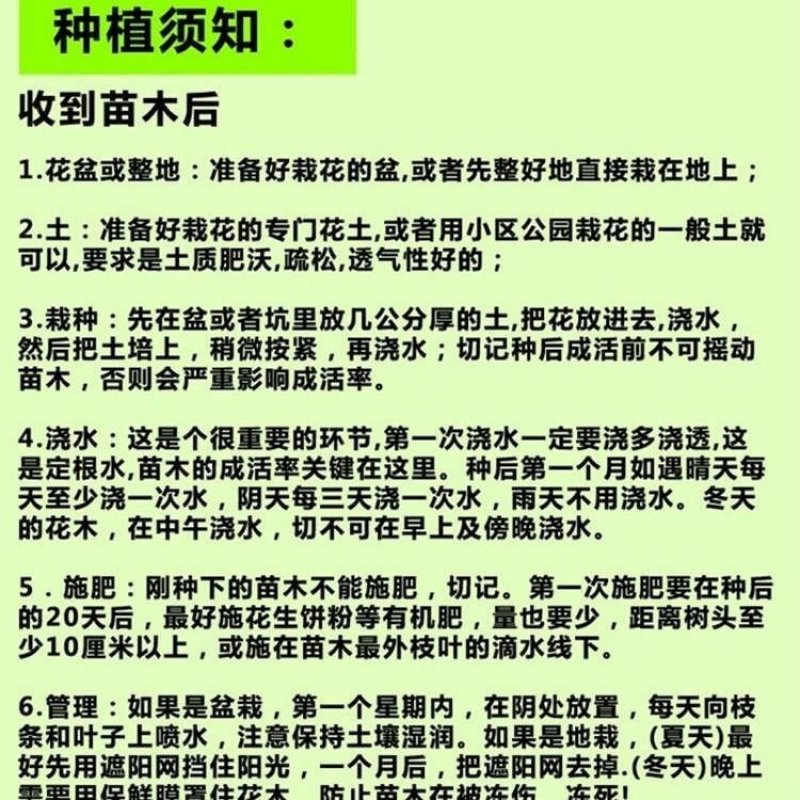 新品种水果苗泰国金枕榴莲树苗