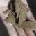 油菜枯