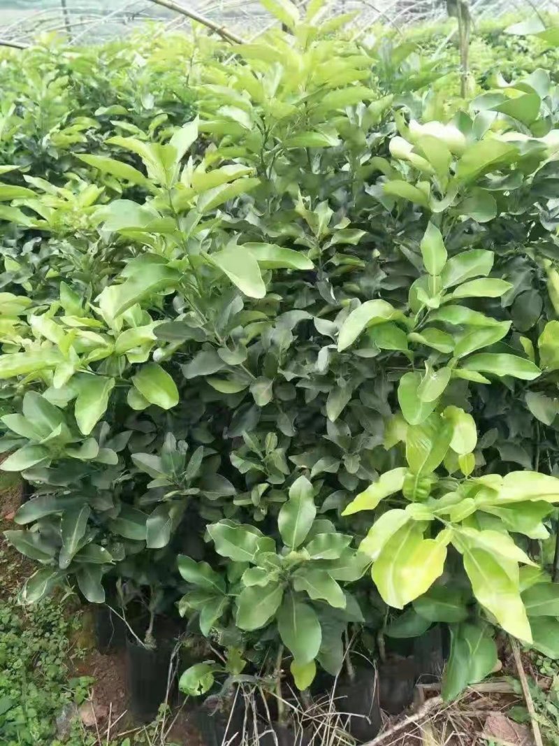 三红蜜柚苗，青皮柚，泰国红宝石柚，红宝石葡萄柚
