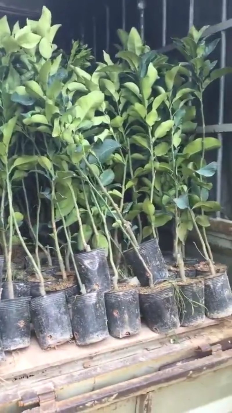 三红蜜柚苗，青皮柚，泰国红宝石柚，红宝石葡萄柚