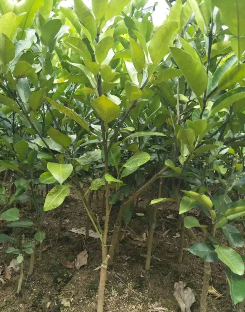 三红蜜柚苗，青皮柚，泰国红宝石柚，红宝石葡萄柚