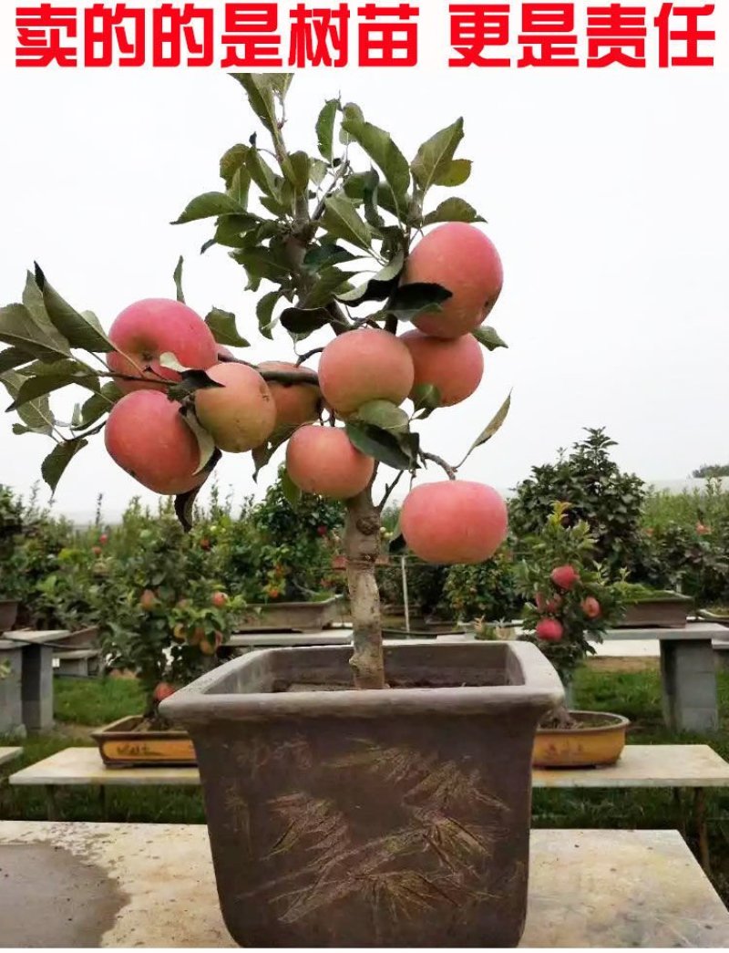 【包对版包结果】盆栽苹果树苗矮化苹果苗庭院阳台盆栽果树苗