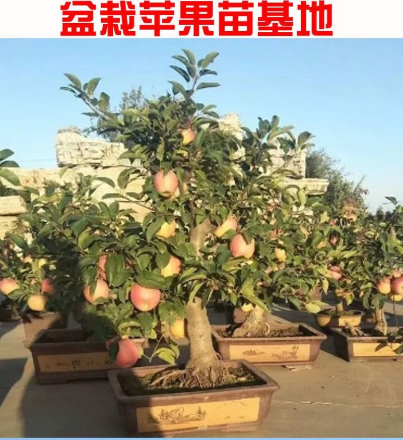 【包对版包结果】盆栽苹果树苗矮化苹果苗庭院阳台盆栽果树苗