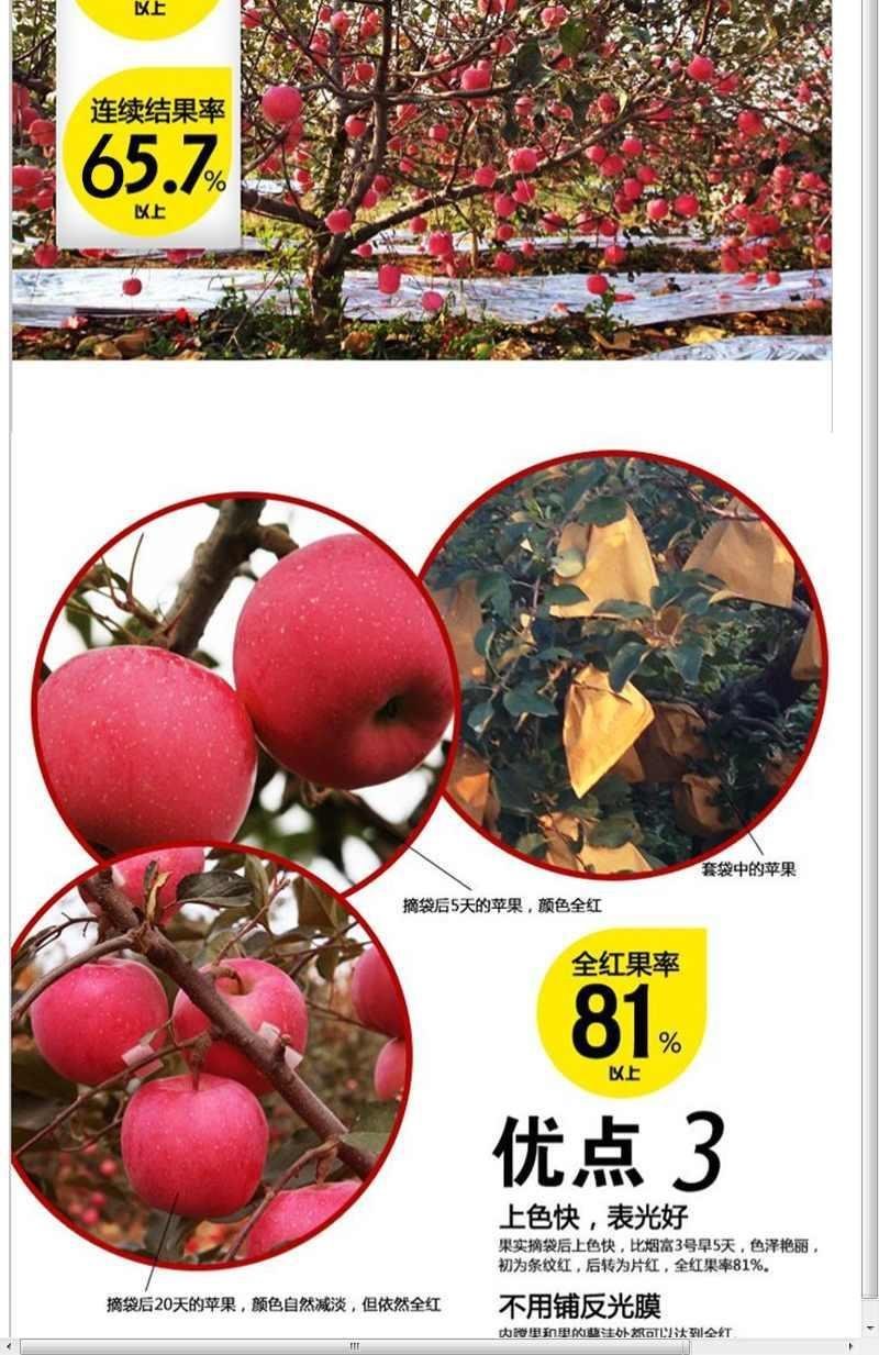 【包对版包结果】盆栽苹果树苗矮化苹果苗庭院阳台盆栽果树苗