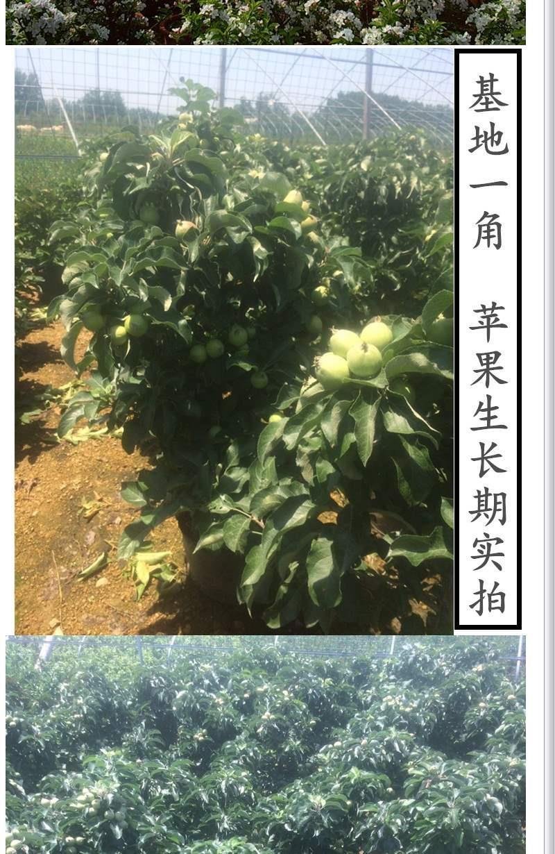 【包对版包结果】盆栽苹果树苗矮化苹果苗庭院阳台盆栽果树苗