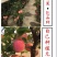 【包对版包结果】盆栽苹果树苗矮化苹果苗庭院阳台盆栽果树苗