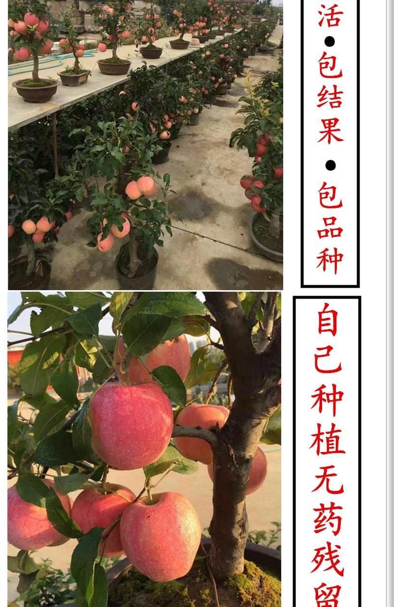 【包对版包结果】盆栽苹果树苗矮化苹果苗庭院阳台盆栽果树苗