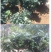 【包对版包结果】盆栽苹果树苗矮化苹果苗庭院阳台盆栽果树苗