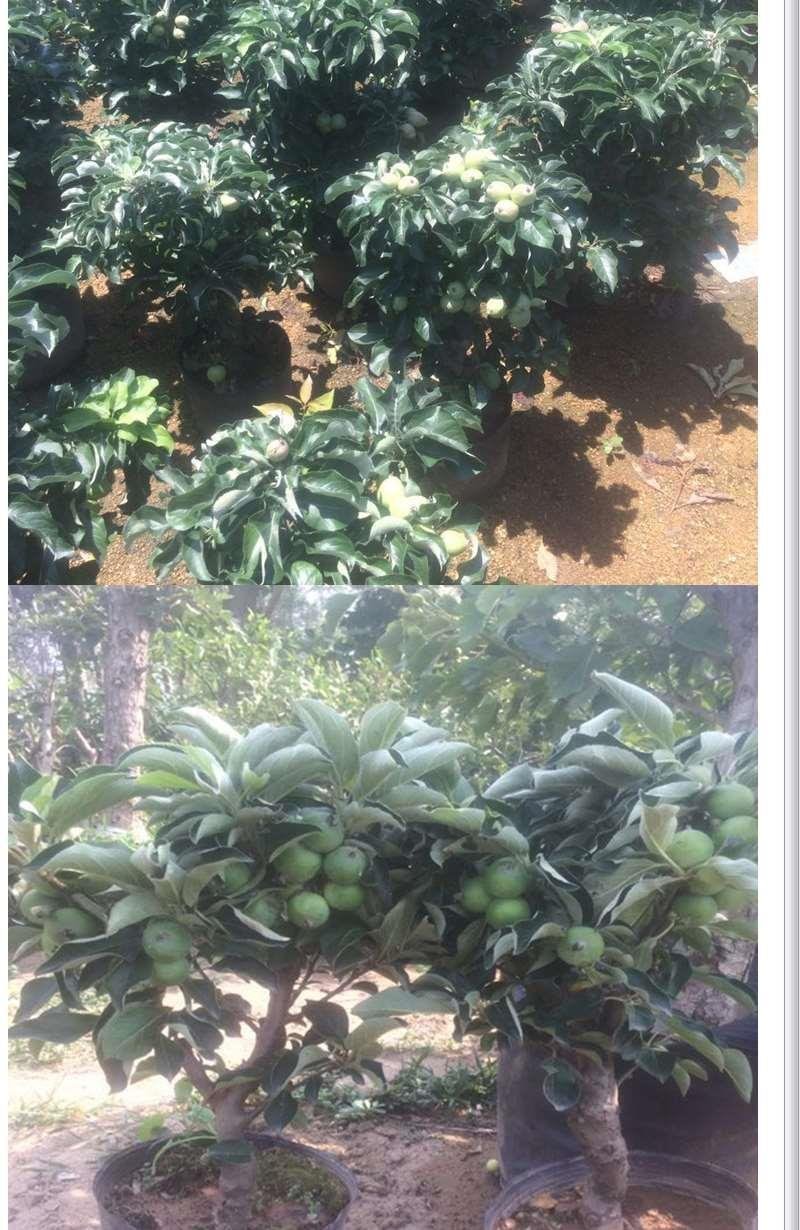 【包对版包结果】盆栽苹果树苗矮化苹果苗庭院阳台盆栽果树苗
