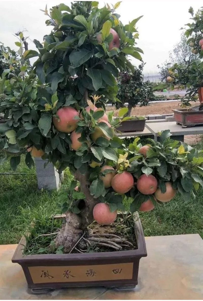 【包对版包结果】盆栽苹果树苗矮化苹果苗庭院阳台盆栽果树苗