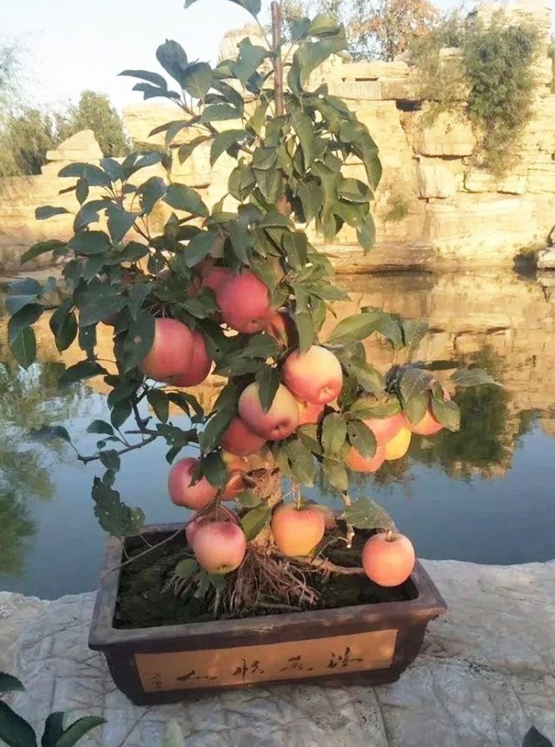 【包对版包结果】盆栽苹果树苗矮化苹果苗庭院阳台盆栽果树苗