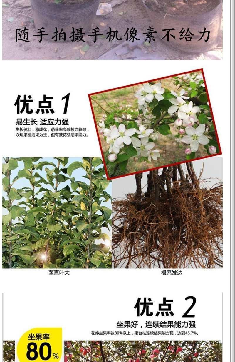 【包对版包结果】盆栽苹果树苗矮化苹果苗庭院阳台盆栽果树苗
