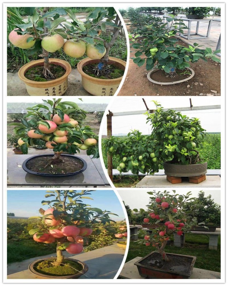【包对版包结果】盆栽苹果树苗矮化苹果苗庭院阳台盆栽果树苗