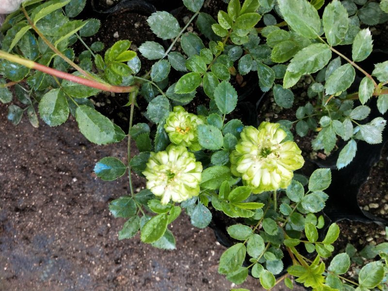 月季四季开花盆栽大小苗