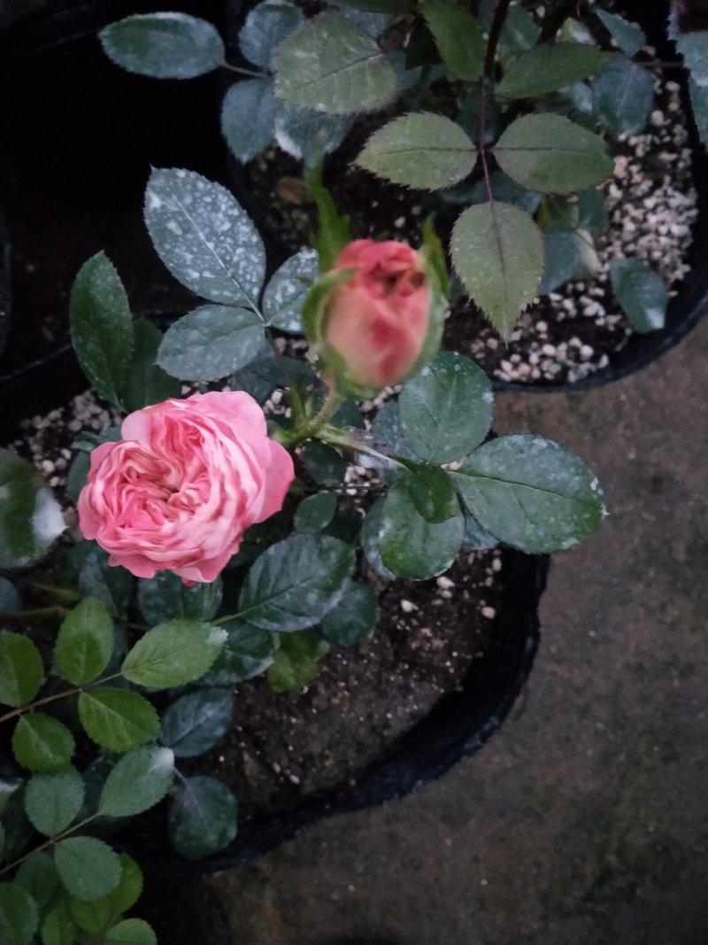 月季四季开花盆栽大小苗