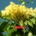 丁香花树苗紫丁香花苗四季盆栽地栽南北方耐寒庭院藤植物阳台