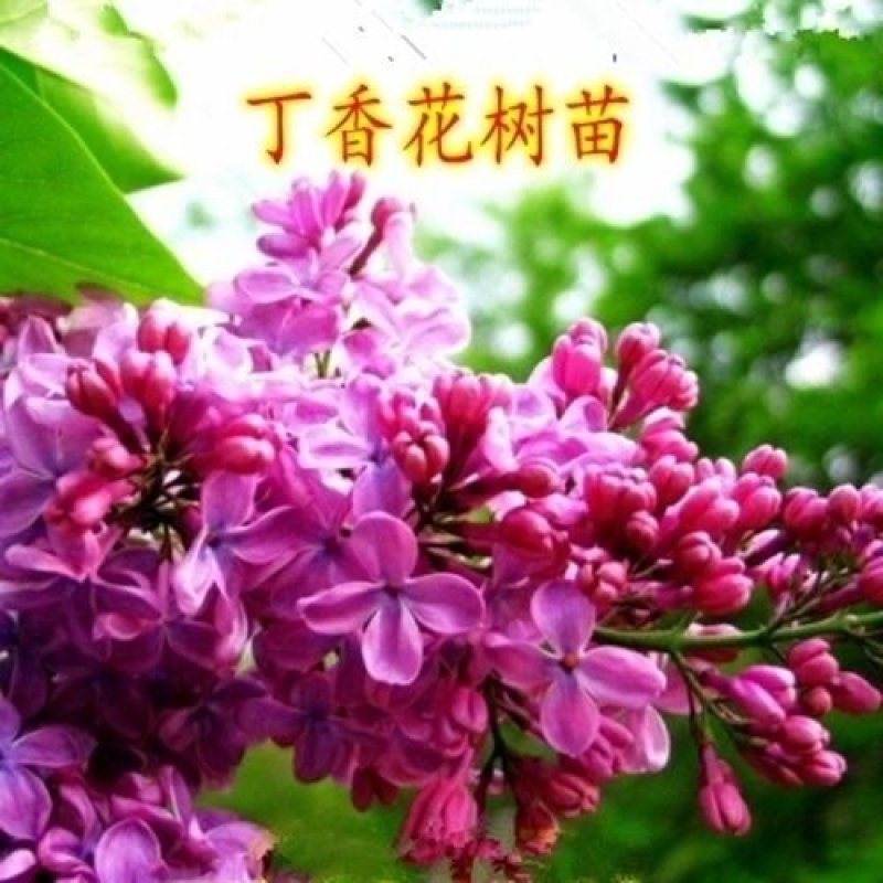 丁香花树苗紫丁香花苗四季盆栽地栽南北方耐寒庭院藤植物阳台