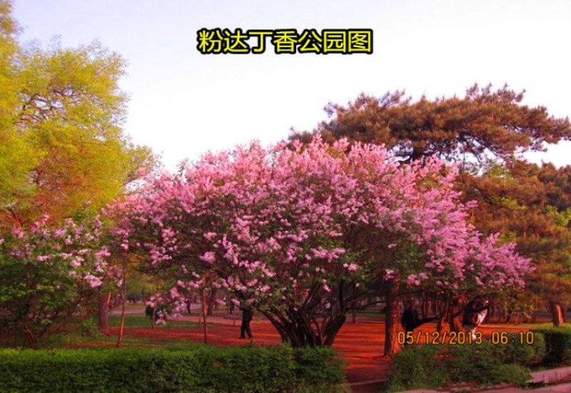 丁香花树苗紫丁香花苗四季盆栽地栽南北方耐寒庭院藤植物阳台