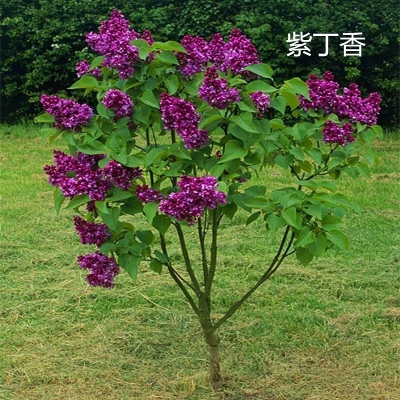 丁香花树苗紫丁香花苗四季盆栽地栽南北方耐寒庭院藤植物阳台