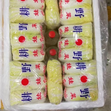 河北张家口坝上沽源县黄心娃娃菜量大货好产地直供