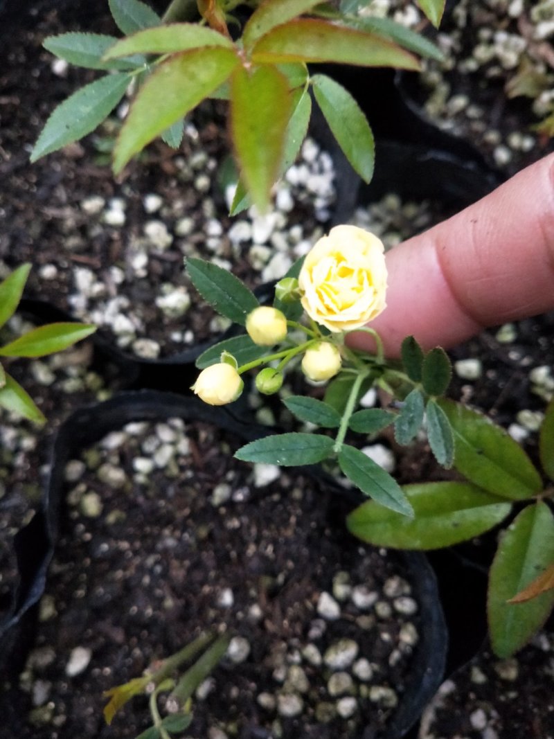 月季四季开花盆栽大小苗