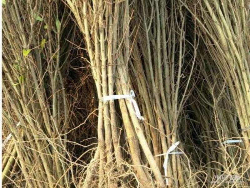 石榴苗（庭院居室，南方北方，均可种植，好养易活）
