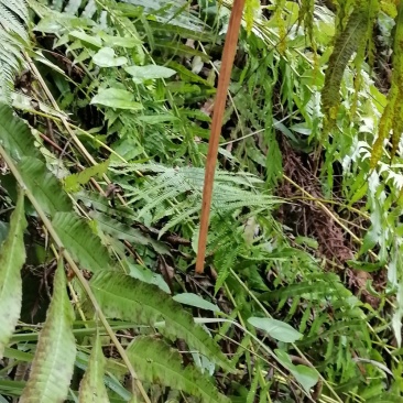 野生蕨类植物