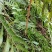 野生蕨类植物