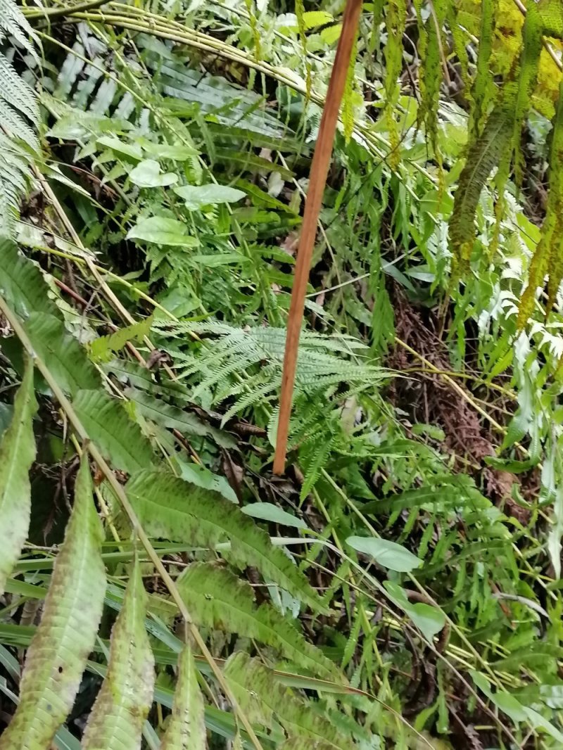 野生蕨类植物