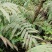野生蕨类植物