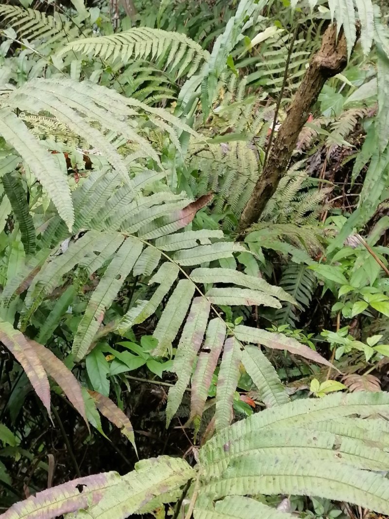 野生蕨类植物