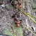 野生蕨类植物