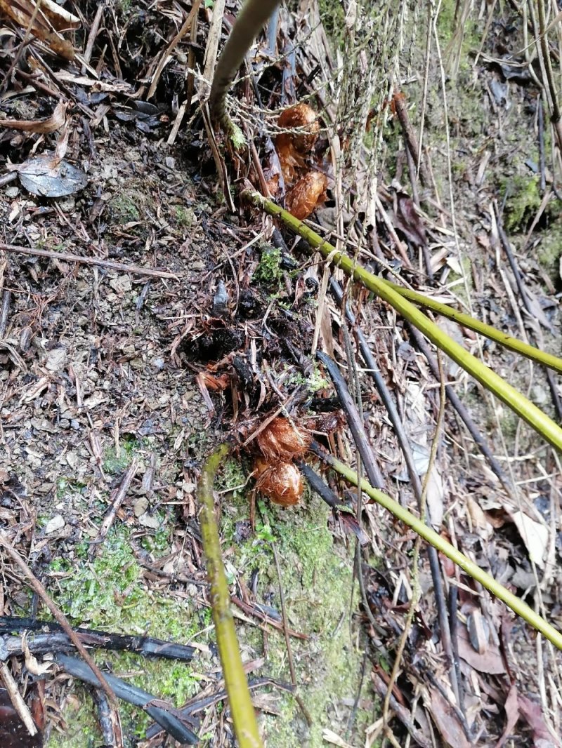 野生蕨类植物