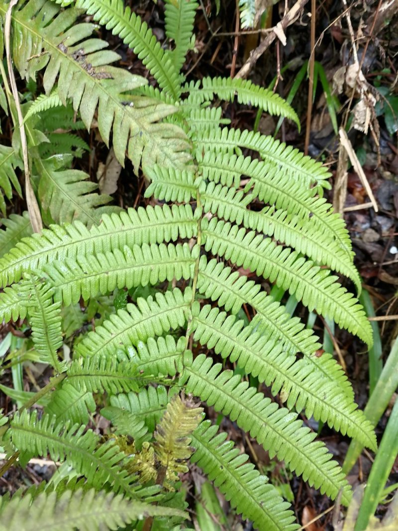 野生蕨类植物