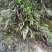 野生蕨类植物